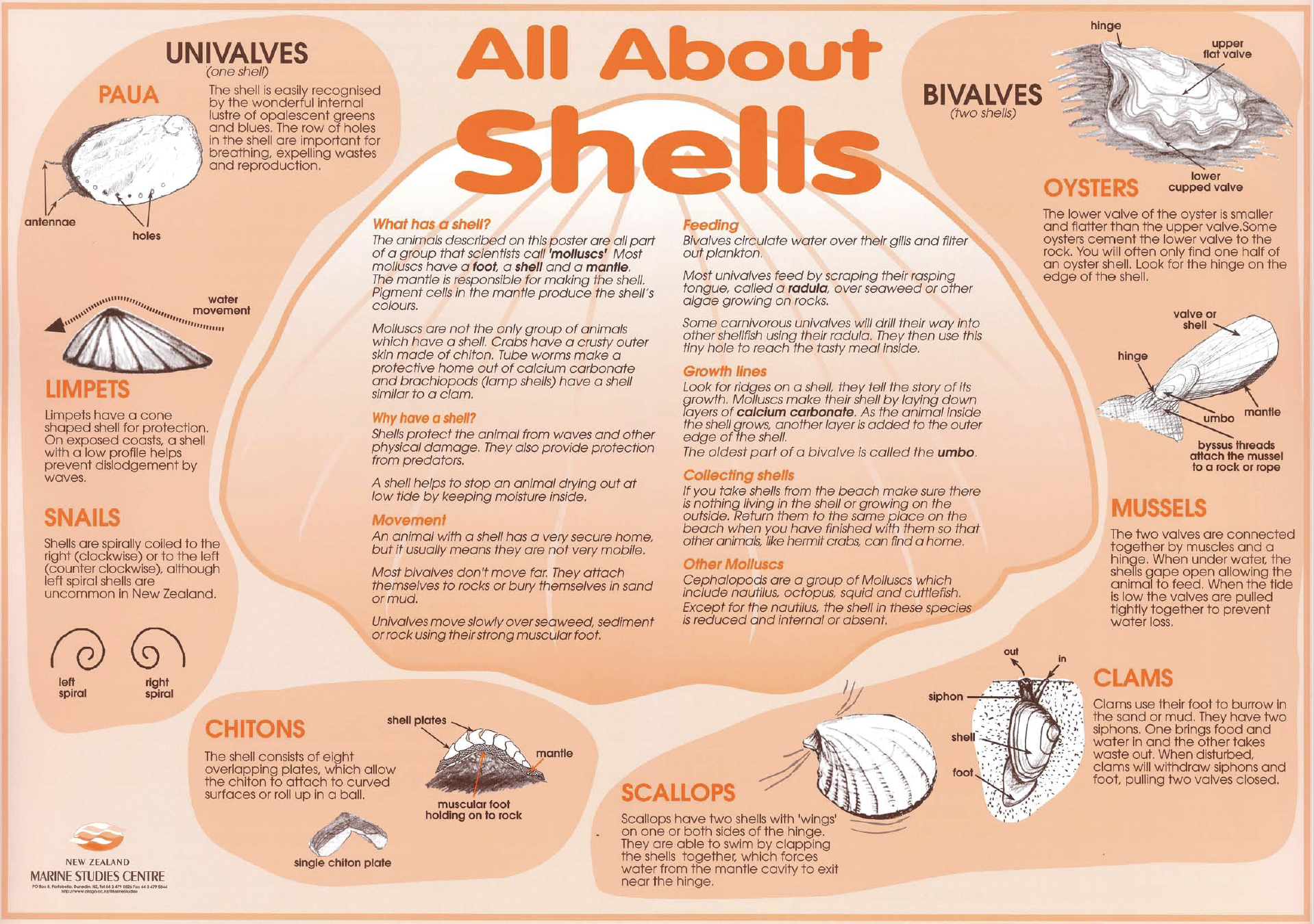 All About Shells