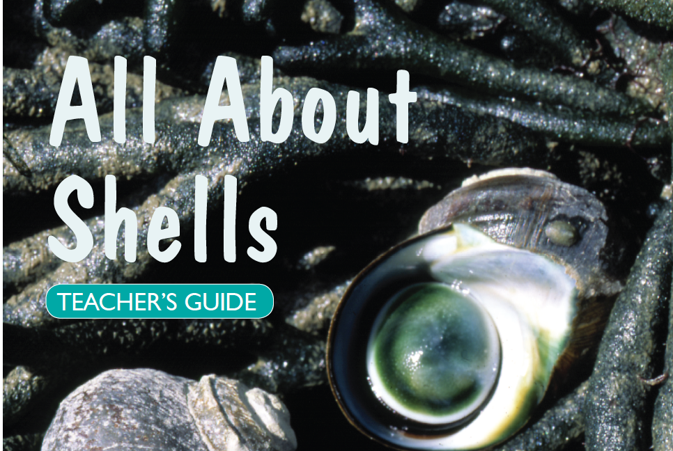 All About Shells – Teachers Guide