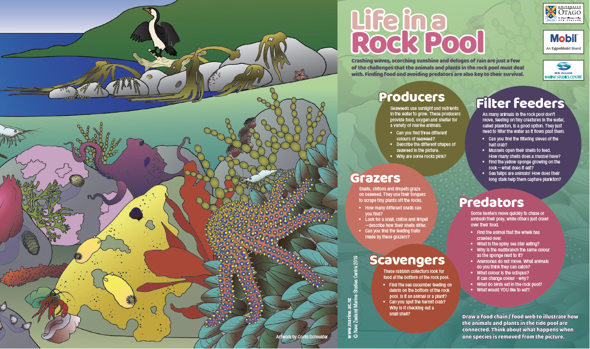 Life In A Rock Pool Poster