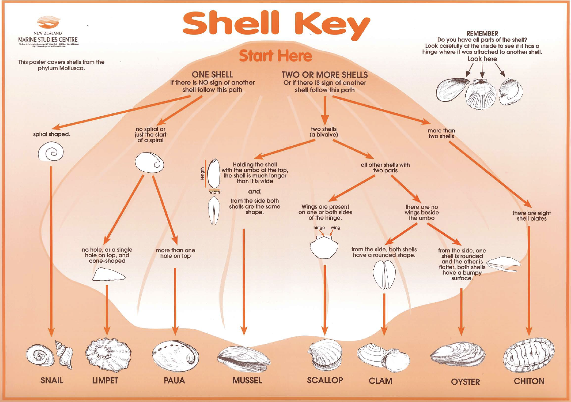 Shell Identification Key Poster