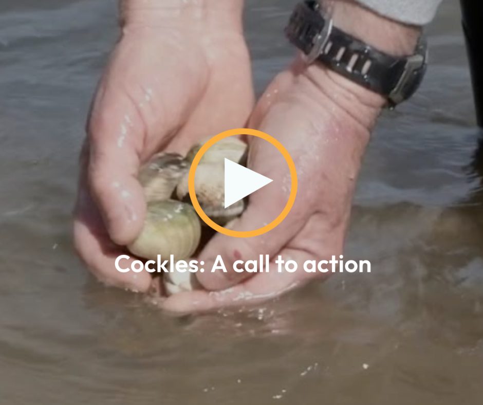 Cockles: A call to action