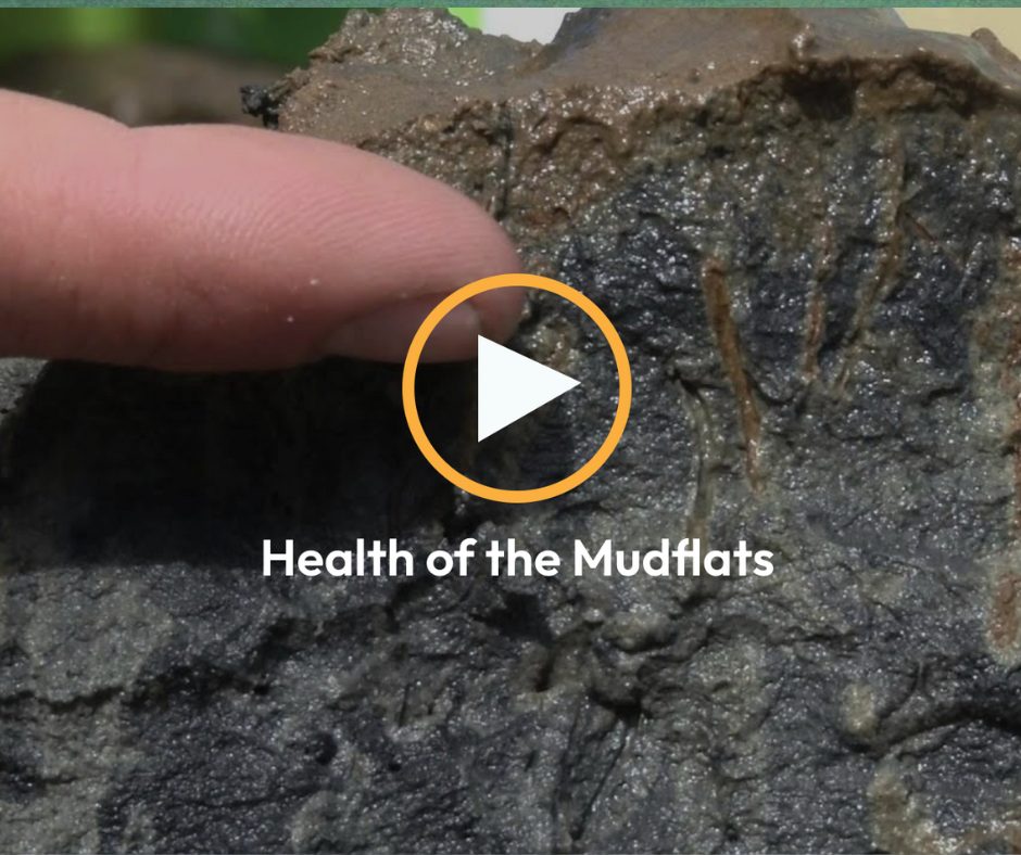 Health of the Mudflats