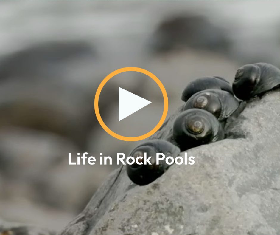 Life in Rock Pools