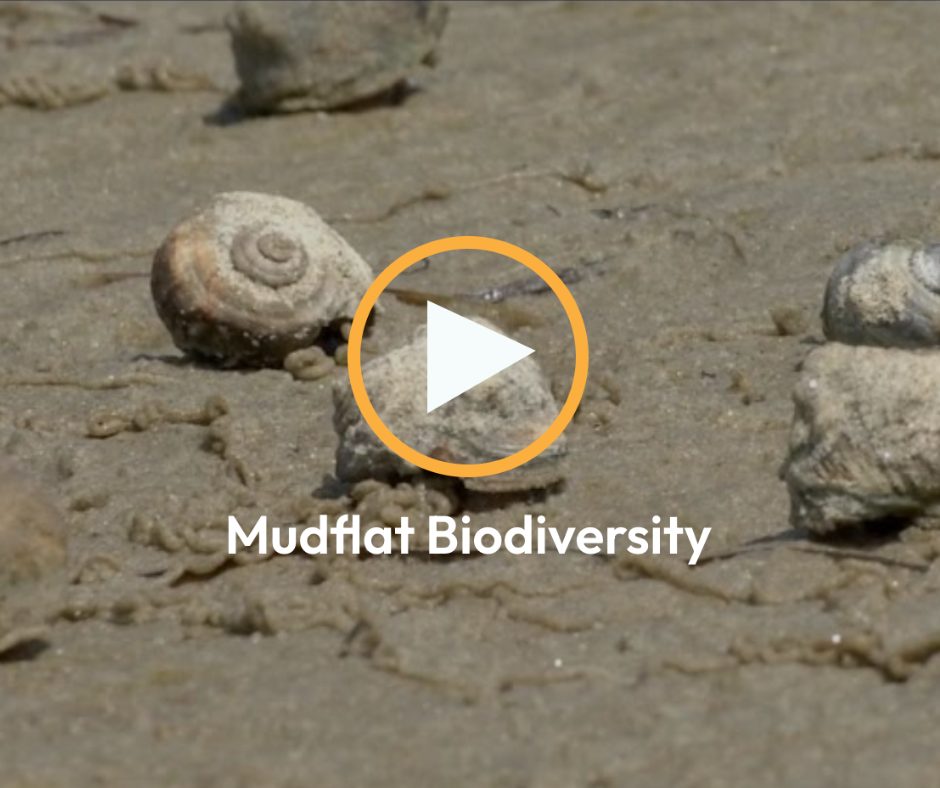 Mudflat Biodiversity