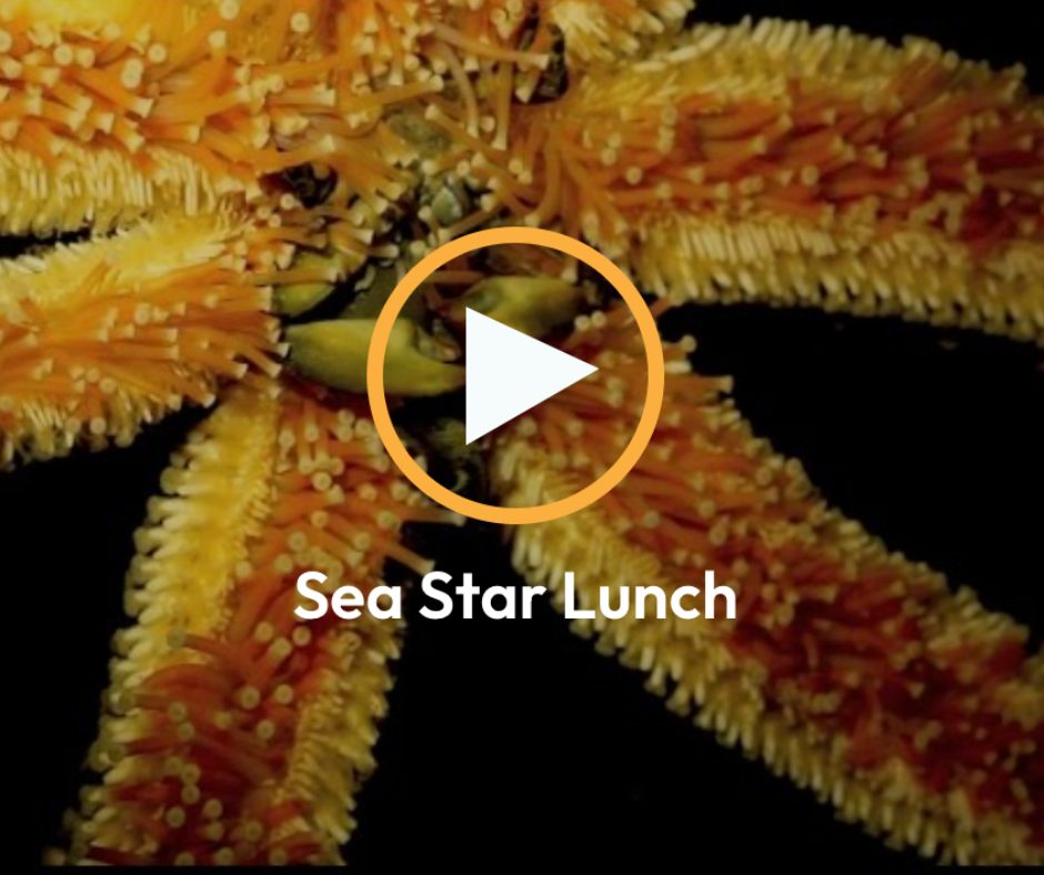 Seastar Lunch