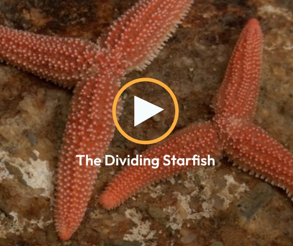 The Dividing Starfish