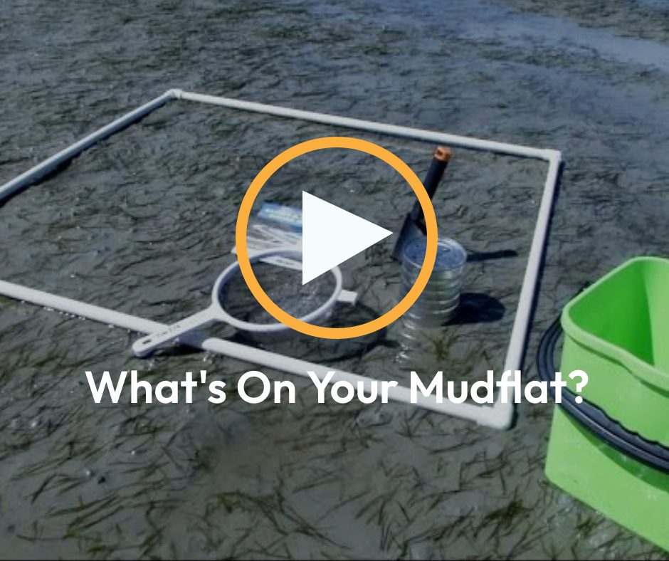 What’s On Your Mudflat?