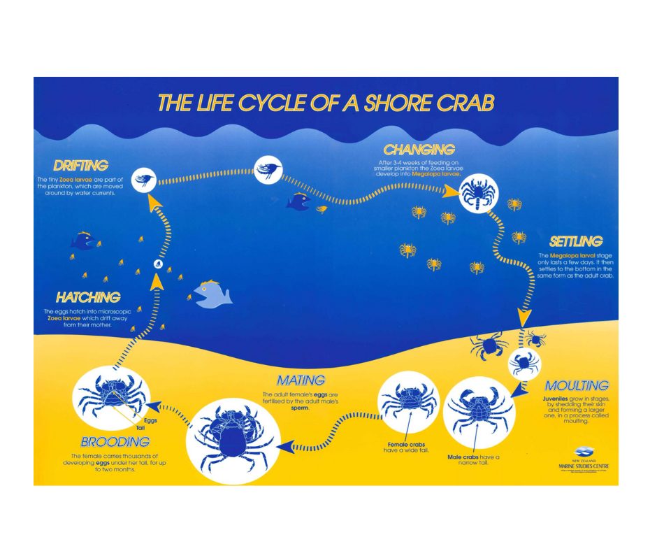 Life Cycle of a Shore Crab Teacher's Guide - Marine Metre²