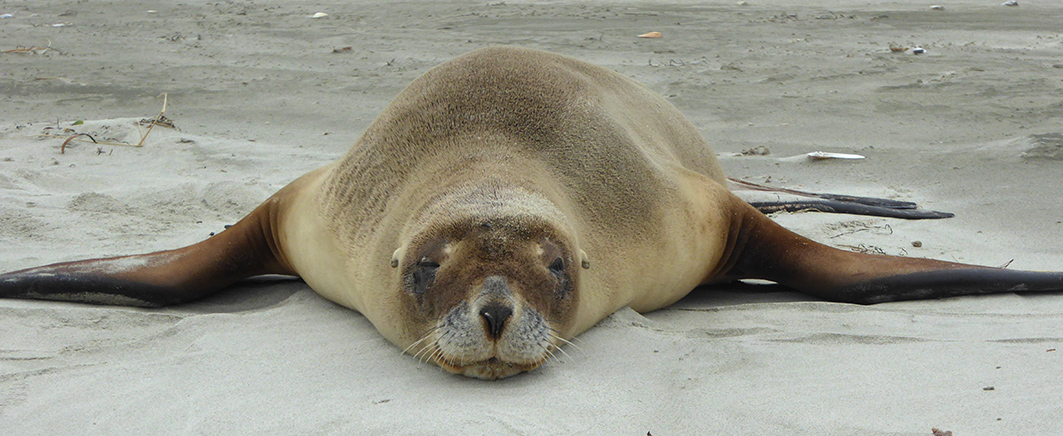 Sea lion lying on sandy shore