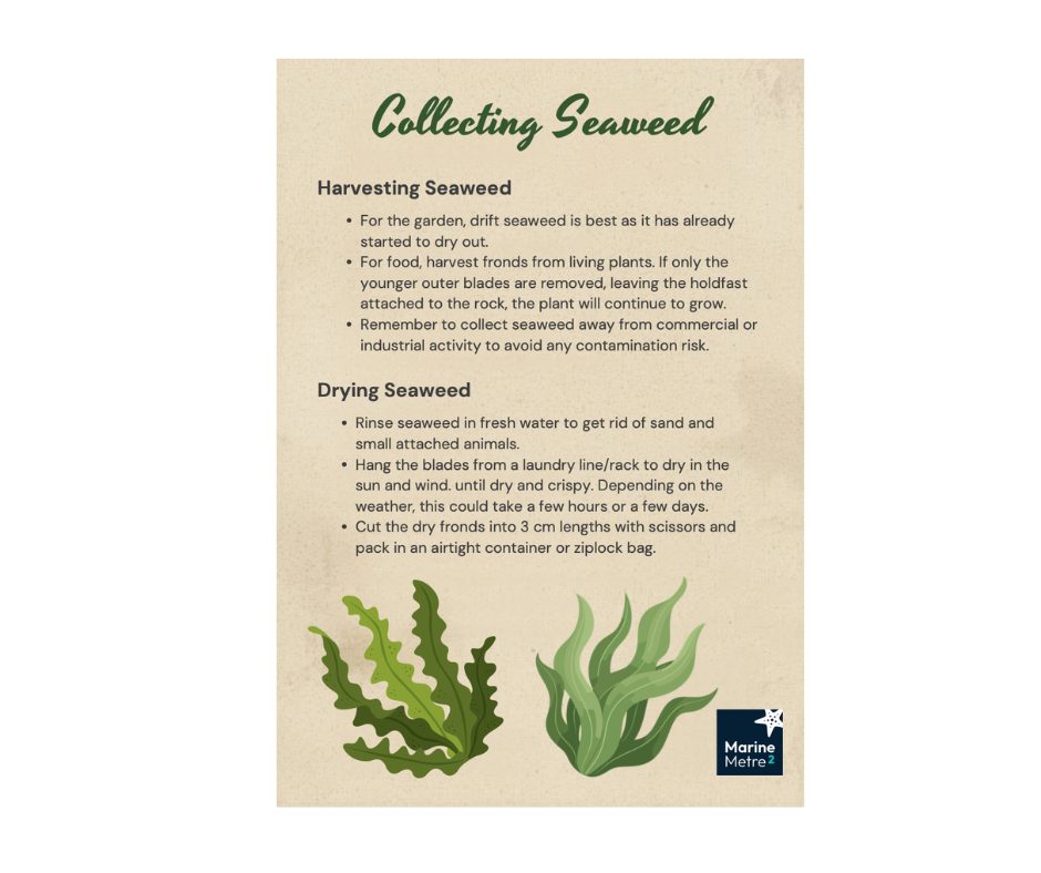 Seaweeds – Harvest Methods