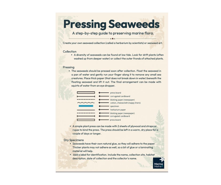 Pressing Seaweeds